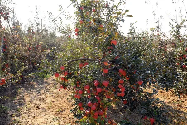 Як правильно удобрювати фруктові дерева3