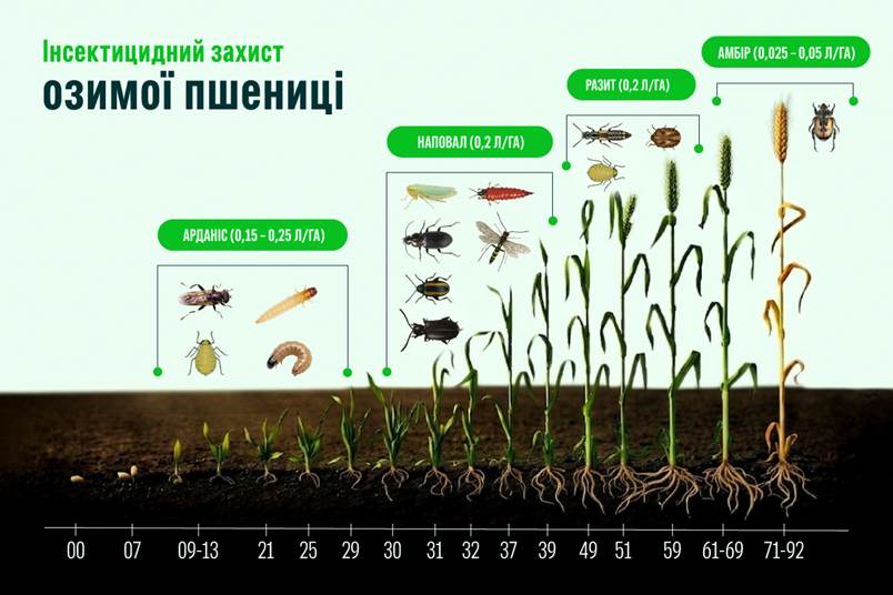 Комплексний контроль хвороб і шкідників зернових упродовж вегетації16