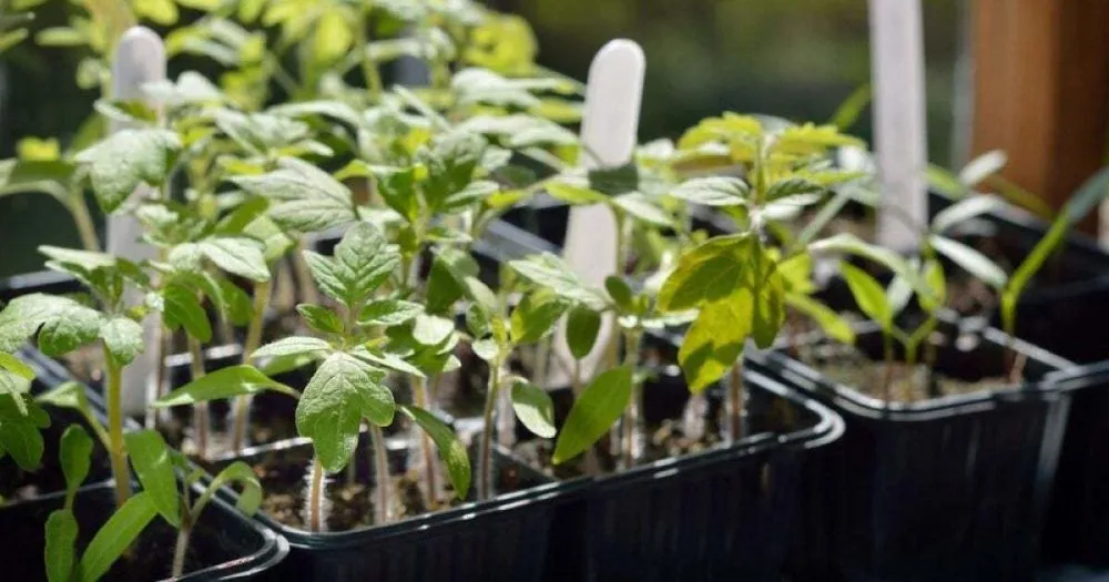 Ви зараз переглядаєте Чим підживити розсаду помідорів щойно з’явився перший лист