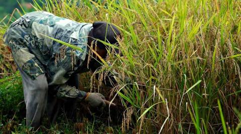 Ви зараз переглядаєте Шрі-Ланка: як заборона на добрива спричинила аграрну та економічну кризу