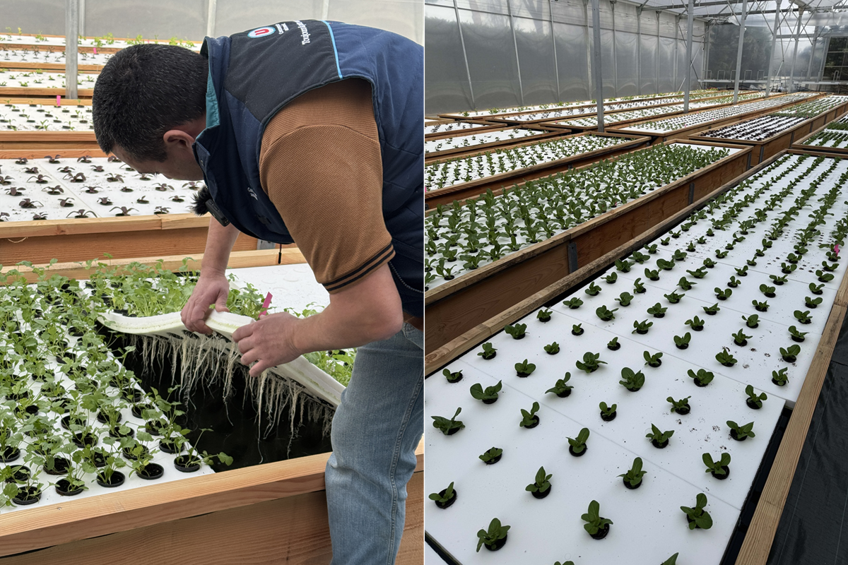 Обробка форелі на місці