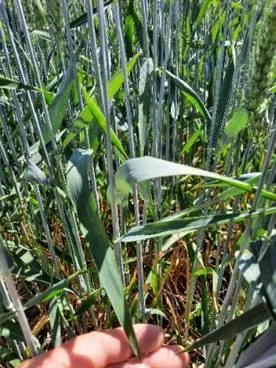 Комплексний контроль хвороб і шкідників зернових упродовж вегетації11