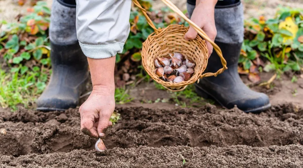 Ви зараз переглядаєте Як спланувати посадки городніх культур у квітні 2026 за фазами Місяця