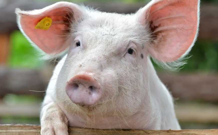 Ви зараз переглядаєте Ринок живця: ціни в Україні зросли до 73-74 грн/кг