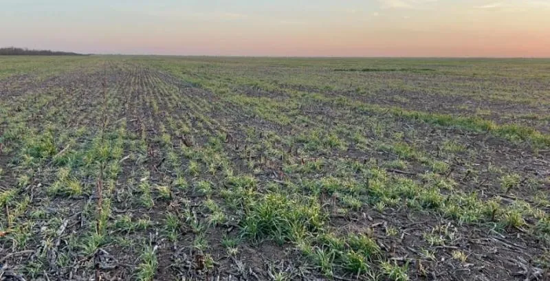 Ви зараз переглядаєте На Дніпропетровщині подекуди загинуло 100% озимого ріпаку та ячменю