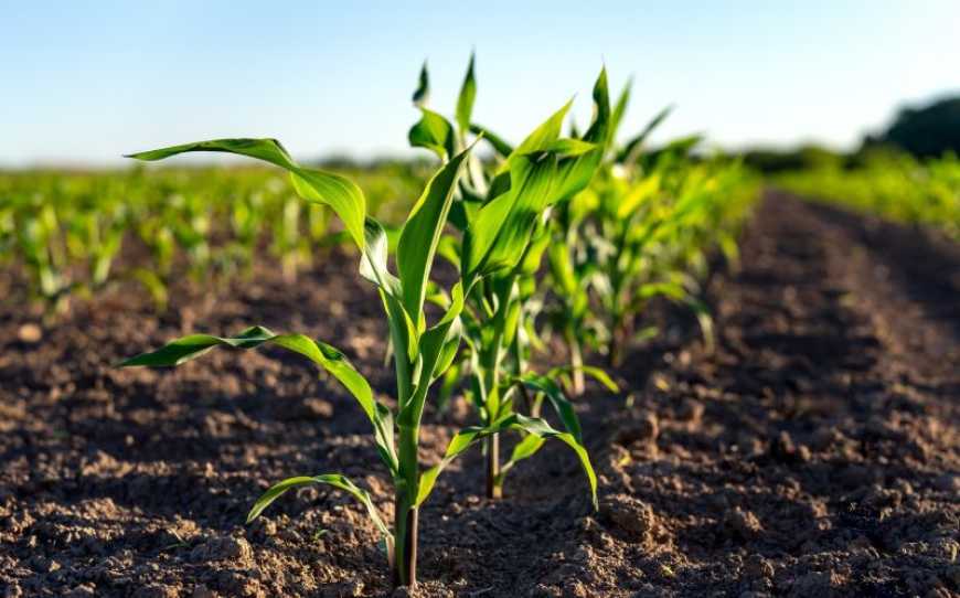 Ви зараз переглядаєте Страховий захист на варті врожаю кукурудзи