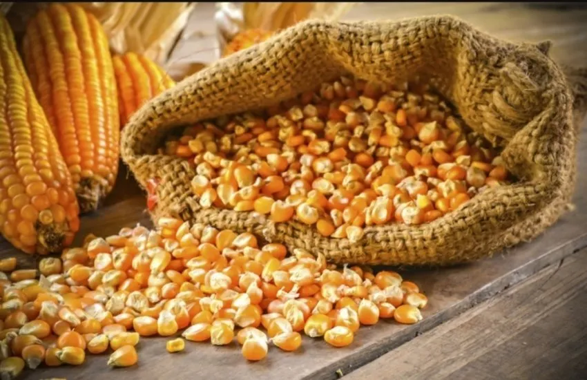 Ви зараз переглядаєте Озвучено оновлені ціни на фуражну кукурудзу