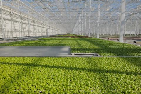 Ви зараз переглядаєте Інноваційний проект з гідропоніки: поєднання сучасних технологій та відповідального сільського господарства