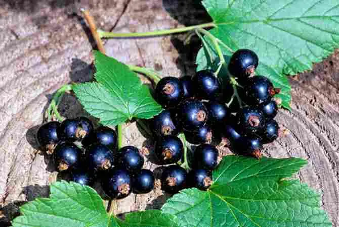 Ви зараз переглядаєте Експорт замороженої смородини зменшився уп’ятеро