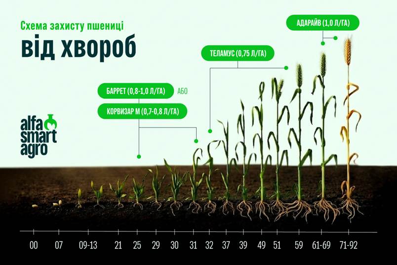 Комплексний контроль хвороб і шкідників зернових упродовж вегетації13