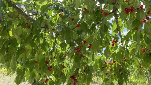 Як правильно удобрювати фруктові дерева1