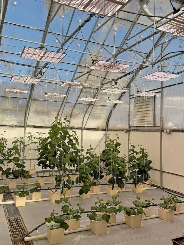 Технології вирощування в Алясці