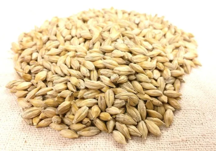 Ви зараз переглядаєте Ціни на ячмінь нового врожаю зростають