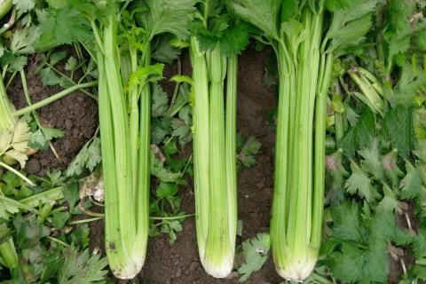 Ви зараз переглядаєте Bejo розширює селекцію селери через придбання програми у Великій Британії