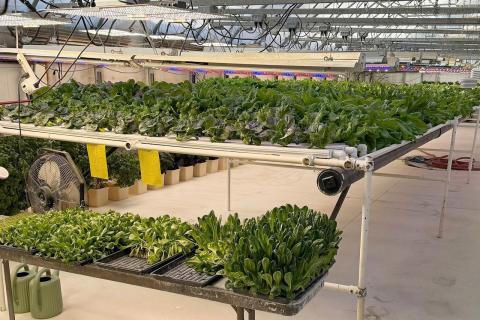 Ви зараз переглядаєте Вирощування овочів в Алясці при температурі 40 градусів нижче нуля