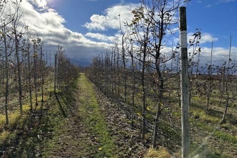 Ви зараз переглядаєте Розробка нового сорту яблук для глобального вирощування