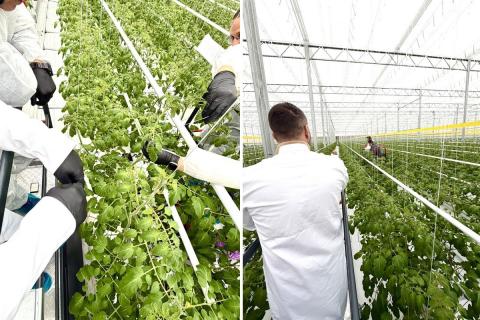 Ви зараз переглядаєте Прецизійні методи вирощування червоних помідорів у румунській гідропонній теплиці