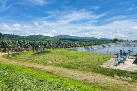 Ви зараз переглядаєте Інноваційна система вирощування підвищує врожайність бананів Кавендіш на Філіппінах