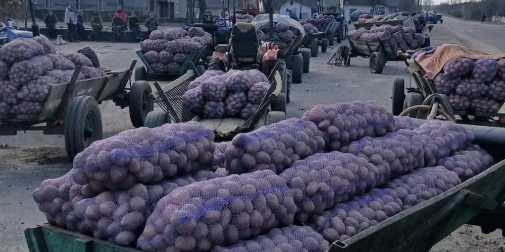 Ви зараз переглядаєте На Волині селяни змушені здавати картоплю по 3 грн за кілограм