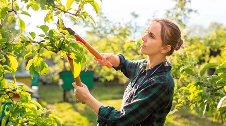 Ви зараз переглядаєте Як правильно удобрювати фруктові дерева