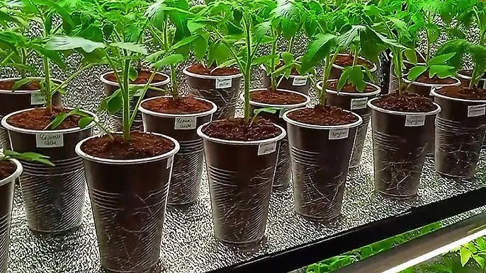 Ви зараз переглядаєте Рослини пустять коріння за лічені дні: домашні методи для швидкого приживання