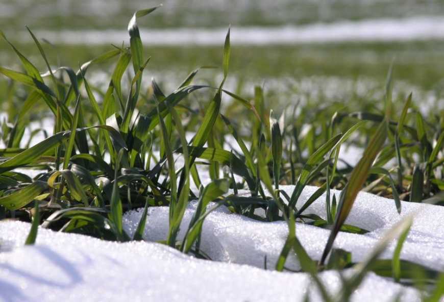 Ви зараз переглядаєте Біопрепарати як опора озимих у сезон температурних «гойдалок»