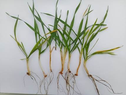 Комплексний контроль хвороб і шкідників зернових упродовж вегетації2