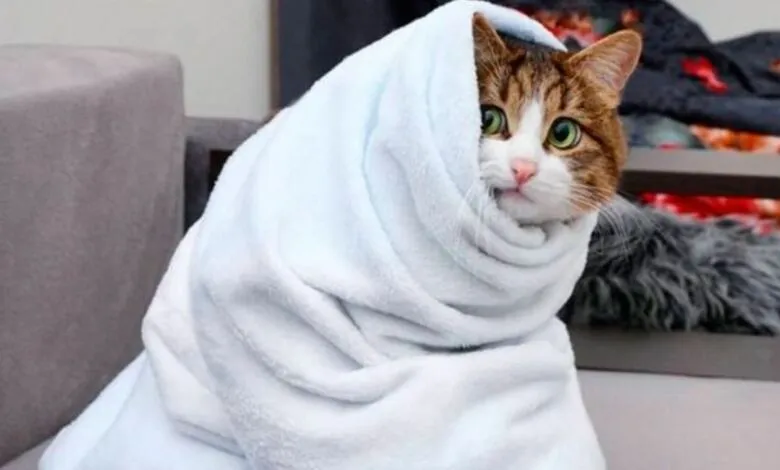 Ви зараз переглядаєте Стало відомо, коли в Україні очікувати різке похолодання