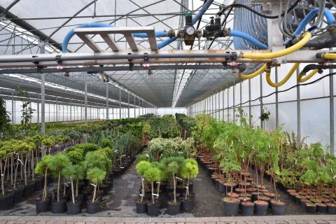 Ви зараз переглядаєте Канада затвердила фунгіцид Isofetamid 400SC для боротьби з сірою гниллю