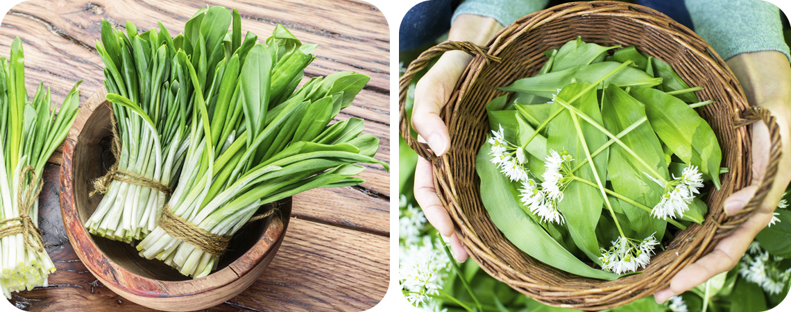 Яку цибулю посадити на городі навесні: добірка кращих видів і сортів5