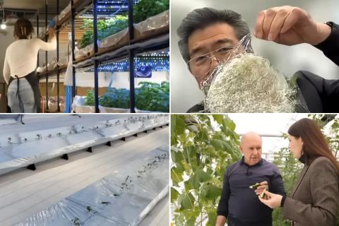 Ви зараз переглядаєте В Україні тестують японську технологію теплиць на основі плівки для вирощування овочів