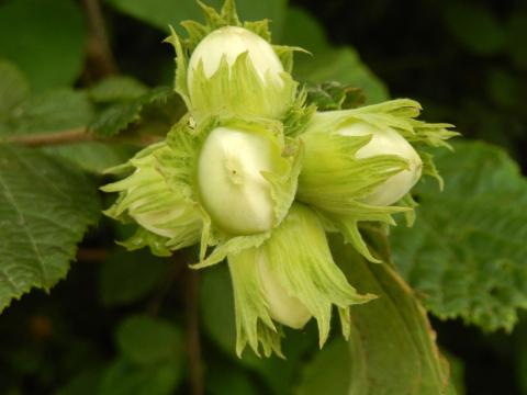 Ви зараз переглядаєте На Черкащині садівник вирощує фундук без застосування хімічних ЗЗР