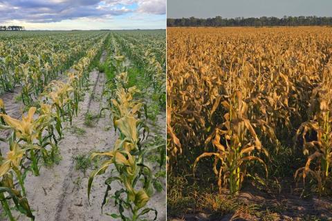 Ви зараз переглядаєте Ринок солодкої кукурудзи в США: історичні виклики та цінові рекорди