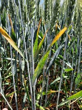 Комплексний контроль хвороб і шкідників зернових упродовж вегетації10