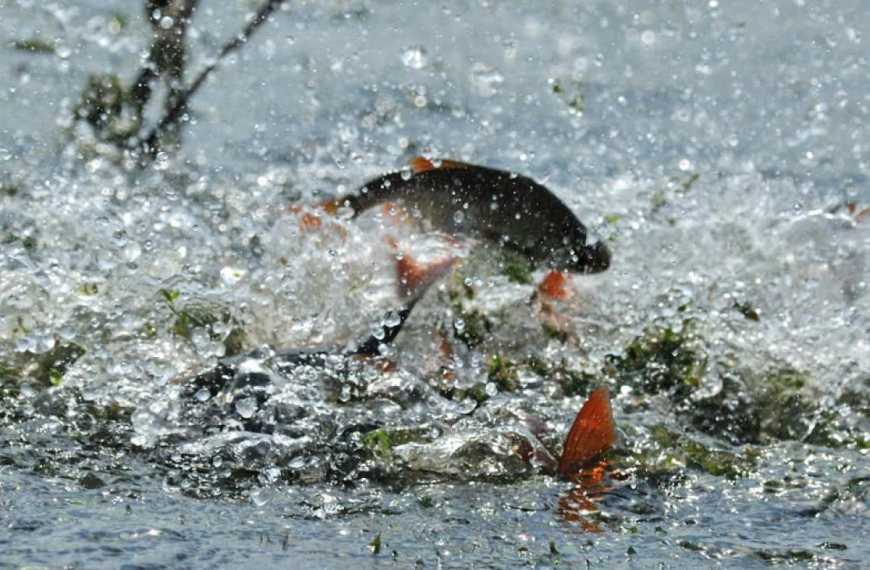 Ви зараз переглядаєте «еРибальство»: реформа додала бюджету України 170 млн грн