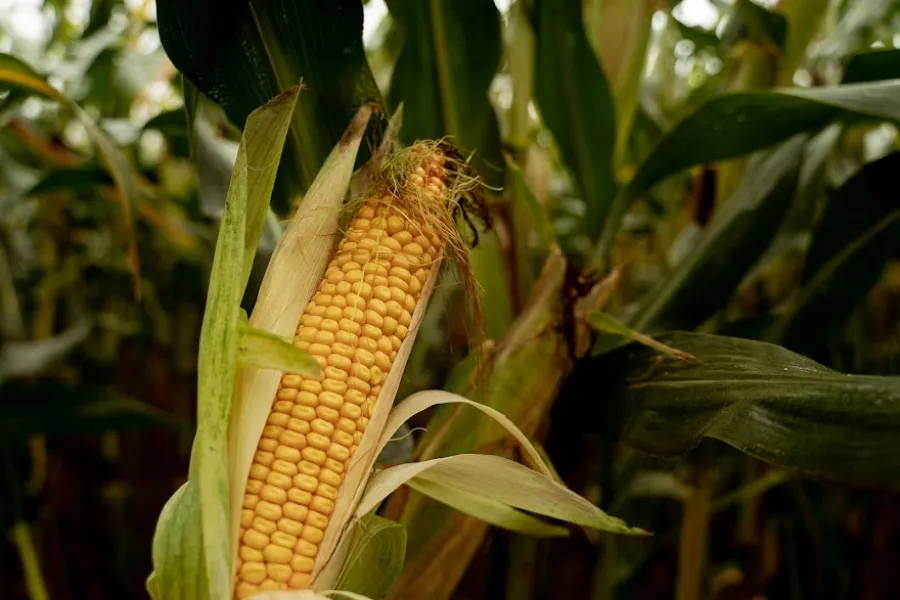 Ви зараз переглядаєте На Волині під кукурудзу відведуть найбільшу частку посівних площ