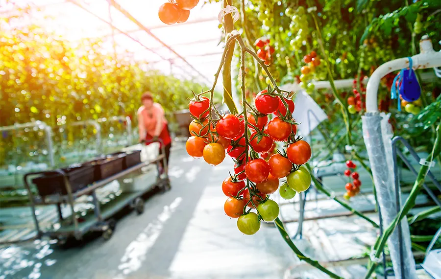 Ви зараз переглядаєте Умови гранту на теплицю змінились: тепер потрібно вкласти 50% власних коштів