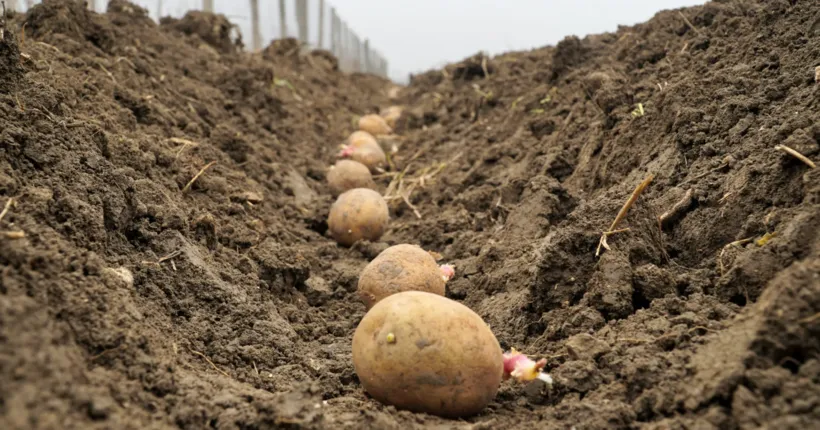 Ви зараз переглядаєте Як правильно готувати картоплю до посадки