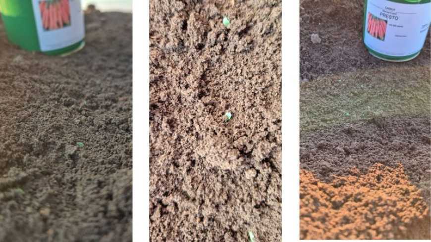 Ви зараз переглядаєте Посівна кампанія ранньої моркви стартувала на Миколаївщині