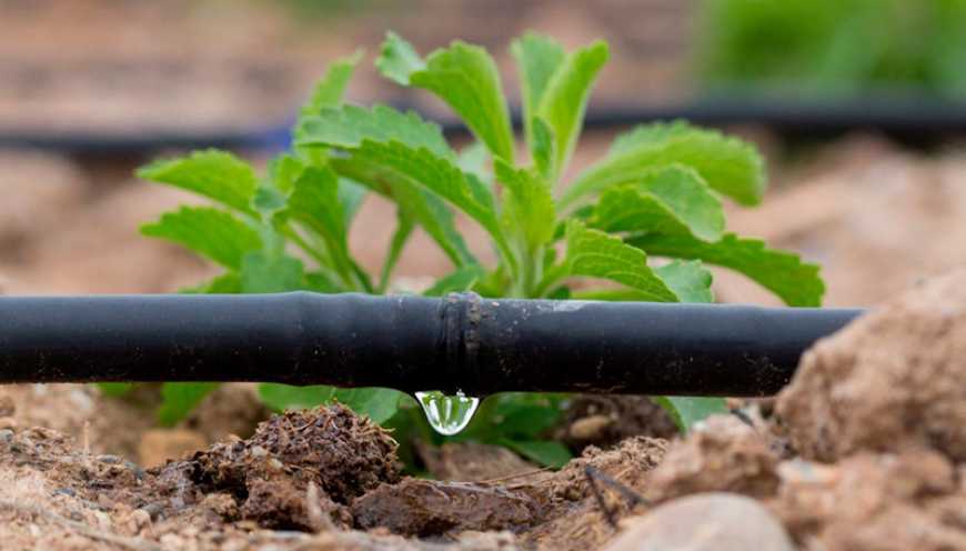 Ви зараз переглядаєте Для безперебійного зрошення 1400 га на Кіровоградщині встановлять генератори