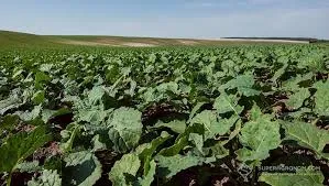 Ви зараз переглядаєте В Україні може бути пересіяно до 300 тис га озимого ріпаку