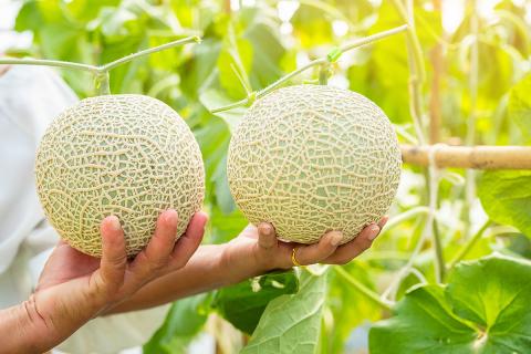 Ви зараз переглядаєте Японія розробила сорт мускусної дині з контрольованим дозріванням для експорту
