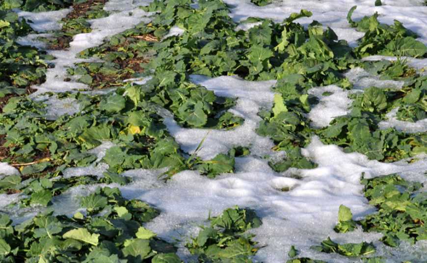Ви зараз переглядаєте До 300 тис. га озимого ріпаку в Україні може бути пересіяно
