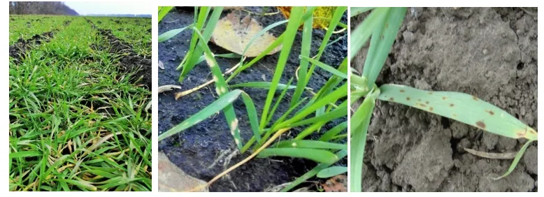 Комплексний контроль хвороб і шкідників зернових упродовж вегетації5