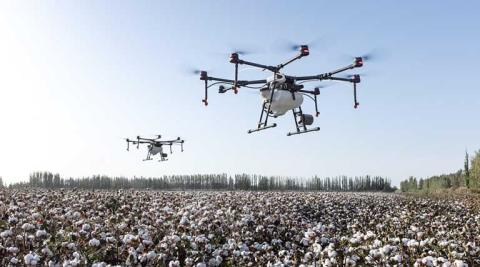 Ви зараз переглядаєте Стійкі до гербіцидів бур’яни в бавовні: глобальні виклики та стратегії управління