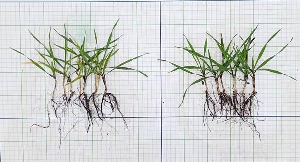Комплексний контроль хвороб і шкідників зернових упродовж вегетації3
