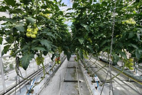 Ви зараз переглядаєте Вплив біостимуляторів на розвиток коренів томатів: результати дослідження