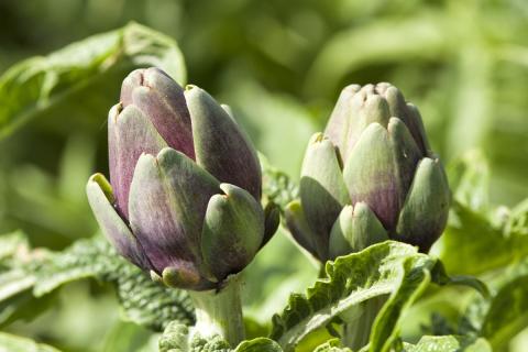 Ви зараз переглядаєте Дослідження в США спрямоване на подовження терміну зберігання артишоків