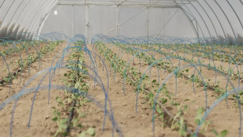 Ви зараз переглядаєте На Вінниччині стартувала висадка капусти