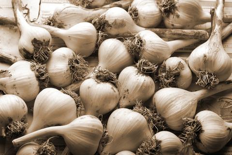 Ви зараз переглядаєте Університет Джорджії розробив метод перевірки походження часнику за допомогою мікробіоти та ШІ